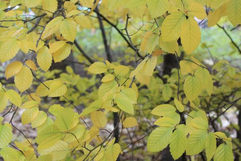 Бересклет крылатый Macrophyllus