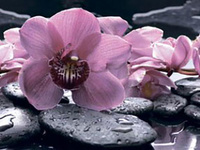 Стеновая панель Альбико MSK Орхидеи на камнях