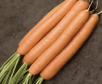 Семена моркови, гибрид, нантского типа