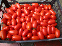 Семена томата для переработки